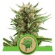 Sweet Skunk Auto - Royal Queen Seeds